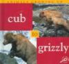 Cub_to_grizzly